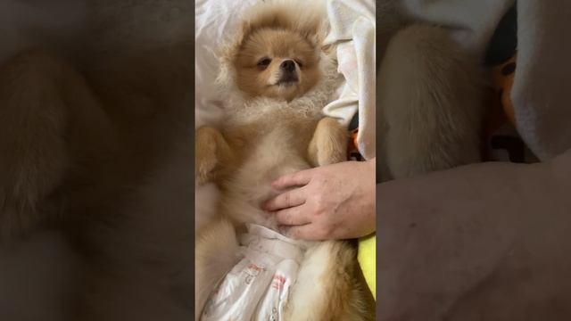 Массаж живота у нашей девочки шпицули❤️ Есть заболевания ЖКТ у собак тоже( #шпиц , почемушпиц