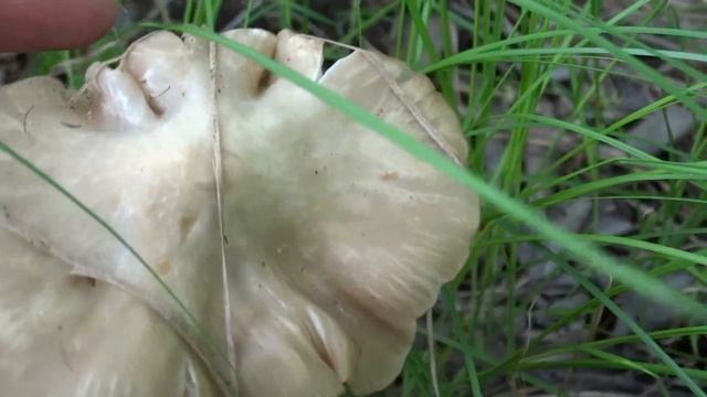Энтолома садовая (Entoloma clypeatum) смотреть онлайн