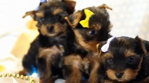 Питомник йоркширских терьеров / Щенки йорка / Купить щенка