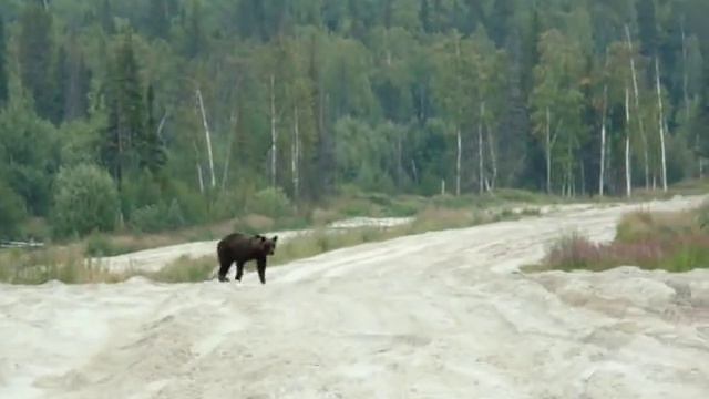 мишки по дороге в Угут (Сургутский район)2 смотреть онлайн