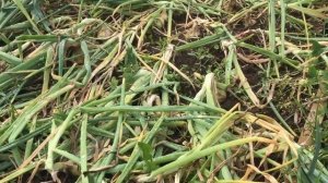 ЧЕСНОК и ЛУК // УБОРКА УРОЖАЯ, ПОДГОТОВКА К ХРАНЕНИЮ