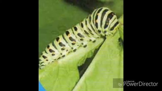 ВСЕ СТАДИИ РАЗВИТИЯ БАБОЧКИ смотреть онлайн