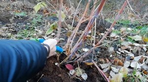 РЕМОНТАНТНАЯ МАЛИНА. Осенняя обрезка ремонтантной малины.