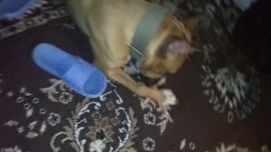 Питбуль охраняет ребёнка ) Pitbull guards a child )