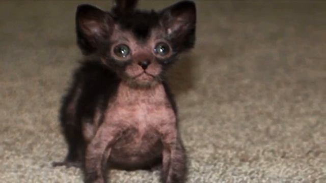 Парень подарил девушке плешивого котенка. Но когда тот подрос никто не смог сдержать восторг смотреть онлайн
