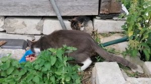 Нашли бездомную кошку с котятами?♀️