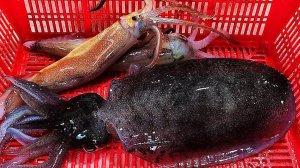 Ассорти из морепродуктов Сашими Сонгдо. Рыбный рынок Пхохан, Корея.