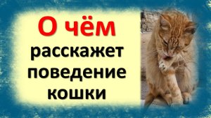 О чем расскажет поведение кошки. Обращайте внимание на поведение Вашей кошки