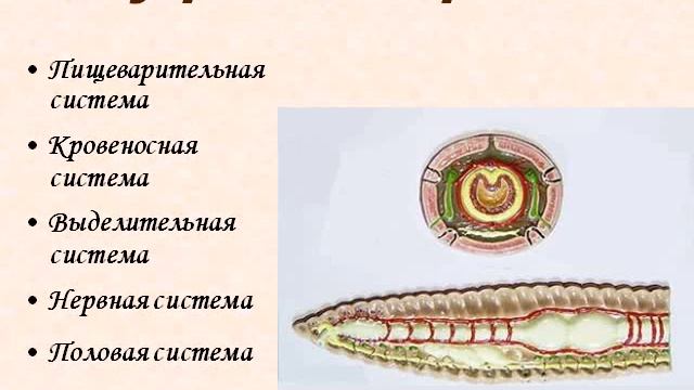Кольчатые черви ч.1 смотреть онлайн