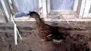дикая утка в домашних условиях