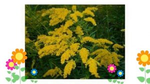 Солидаго гибридное Миниссима (Minissima). Краткий обзор, описание характеристик, где купить саженцы