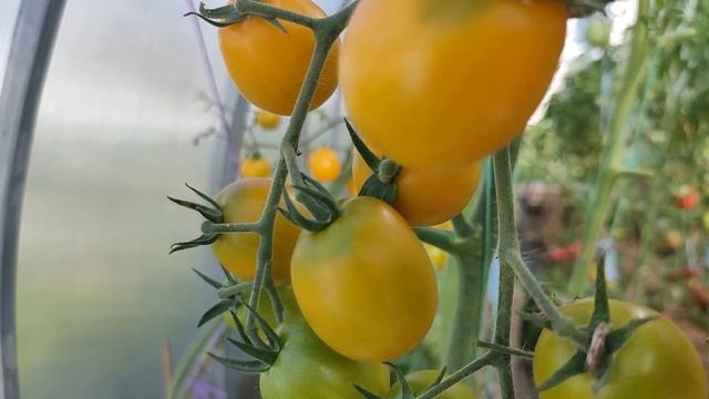 150. КАСКАД СОЛНЕЧНЫЙ-самый сладкий черри. смотреть онлайн