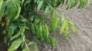 Урожай персика редхевен