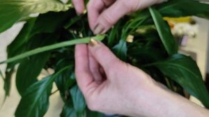 Спатифиллум | Как справится с заливом | Пятна на листьях