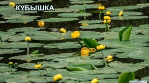 Окружающий мир. Растения водоёмов.