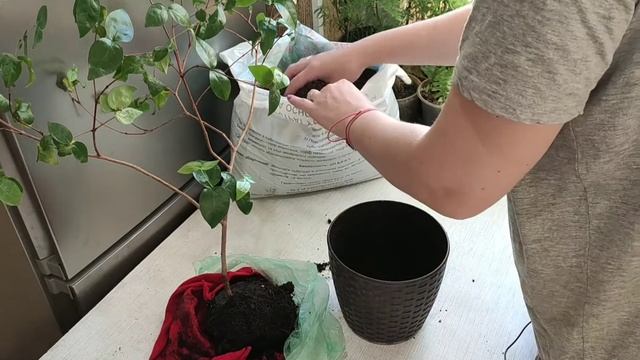 Суринамская вишня . Пересадка. смотреть онлайн