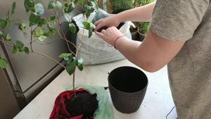 Суринамская вишня . Пересадка.