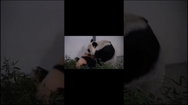 Мамочка Диндин очень нежно кормит свою кроху. Mommy panda feeds her baby very gently