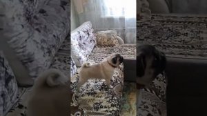 Мопс лает на телевизор. ( Диалоги о животных)