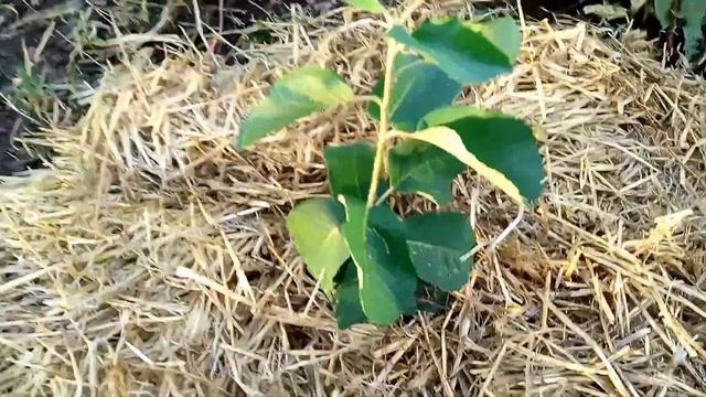 Посадка малины Кванза и канадской ирги Тисан и Мартин смотреть онлайн