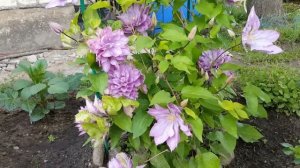 Клематис Виолет Элизабет . Clematis Violet Elizabeth . Английские сорт клематисов. Группа Патенс .