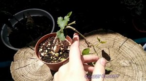 (Corollocarpus Welwitshii) Кораллокарпус