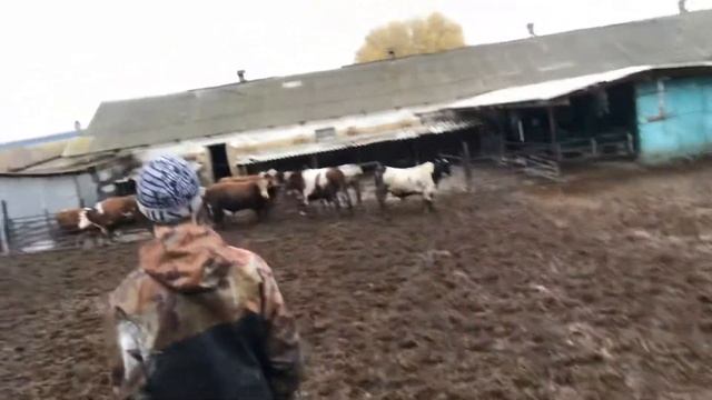 Бешенство у быков ?? смотреть онлайн