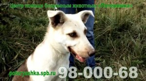 Рекламный ролик "Центр помощи бездомным животным «Потеряшка»."