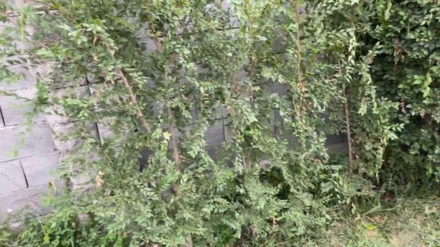 Очередная стрижка зеленого забора из вяза мелколистого (третья за лето) И немного цветов. смотреть онлайн