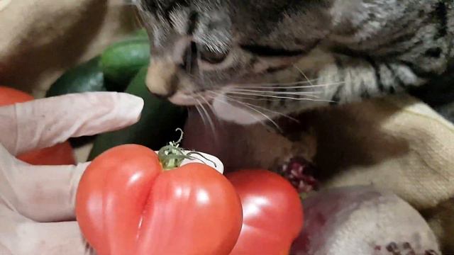 СОЗРЕЛИ ПОМИДОРЫ В САДУ У ДЯДИ ВОВЫ... смотреть онлайн