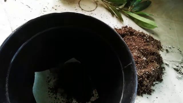 How to grow Allspice, Jamaican Pepper, Sarvasugandhi plant sapling plantation for garden|English| смотреть онлайн