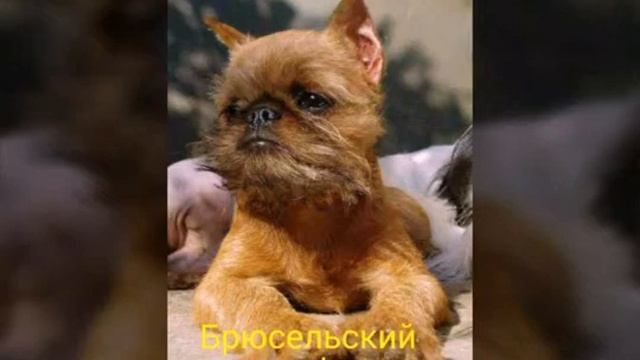 Раскажи мне о.. топ 4 самых дружелюбных собак смотреть онлайн