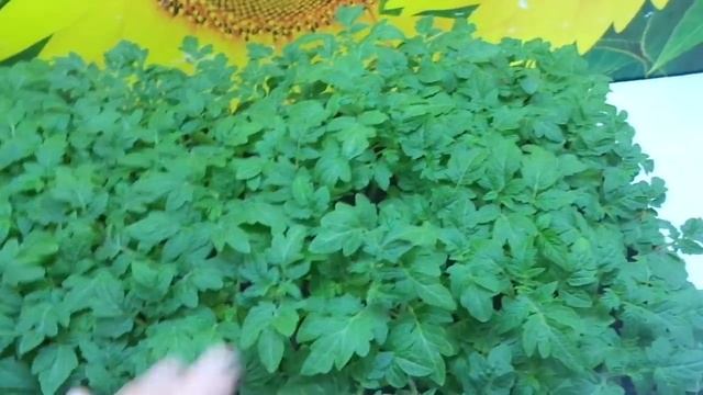 ЦЕЛАЯ ГРУППА "ТОЛСТОНОГИХ" НЕПРИХОТЛИВЫХ ТОМАТОВ! Ольга Чернова. смотреть онлайн