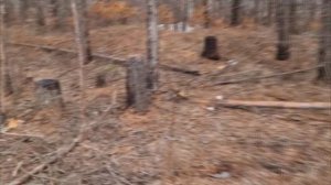 Полицейские задержали главного государственного инспектора Департамента лесного хозяйства по ДФО