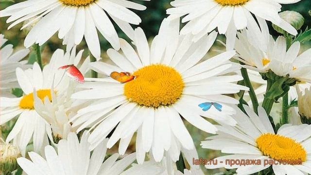 Нивяник наибольший Аляска (alaska) ? обзор: как сажать, саженцы нивяника Аляска смотреть онлайн