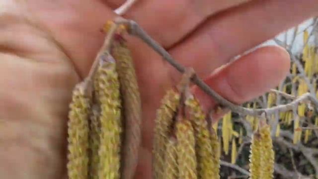 Фундук Трапезунд и кизил Семен.Подписывайтесь в Телеграмм,на Дзене и ВКОНТАКТЕ. смотреть онлайн