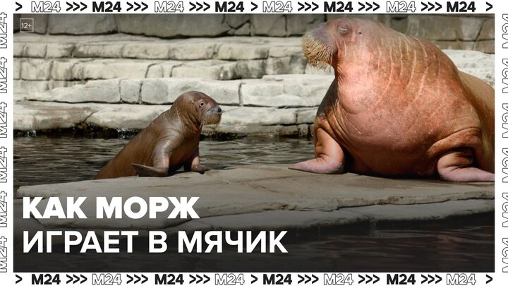 В Московском зоопарке показали, как моржа обучают трюкам - Москва 24