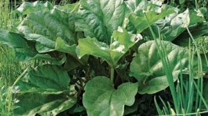 Выращивание Ревеня из семян как бизнес идея