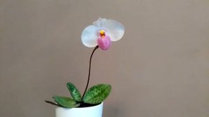 ДОМАШНЕЕ ЦВЕТЕНИЕ Paphiopedilum delenatii × sib