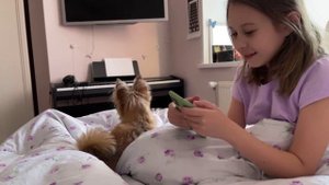 Новое приложение переводчик собачьего языка. Тестируем