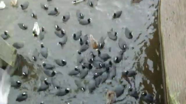 Лысухи в Амстердаме смотреть онлайн