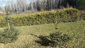 Формирование ели конусом, обрезка