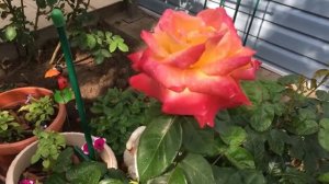 Роза "Восточный Экспресс" после дождя, во всем своем великолепии, в полном роспуске!