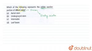 Which of the following represents the edible swollen portion of Allium cepa ? | 11 | MORPHOLOGY ...