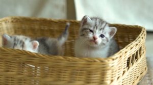 Котята мяу мяу мяучат - милые и смешные котята