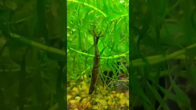 Гименохирус в джунглях. Карликовая лягушка в аквариуме #наноаквариум #аквариум #травник #лягушки смотреть онлайн