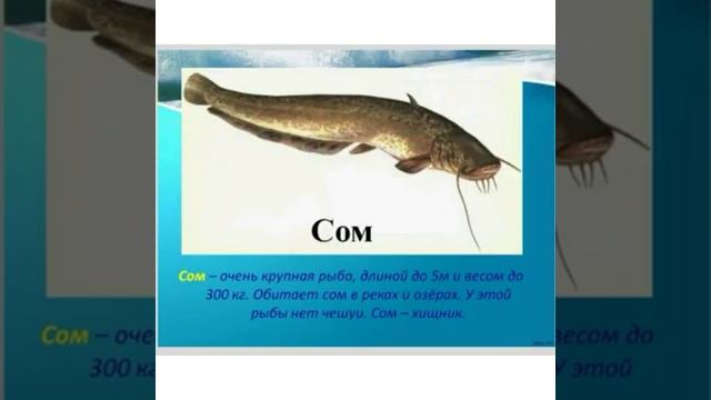 Русский язык Морепродукты смотреть онлайн