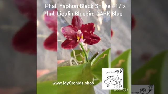 Phal. Yaphon Black Snake #17 x Lioulin Bluebird dark Blue смотреть онлайн