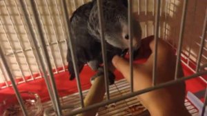 Новый попугай Жако птенец