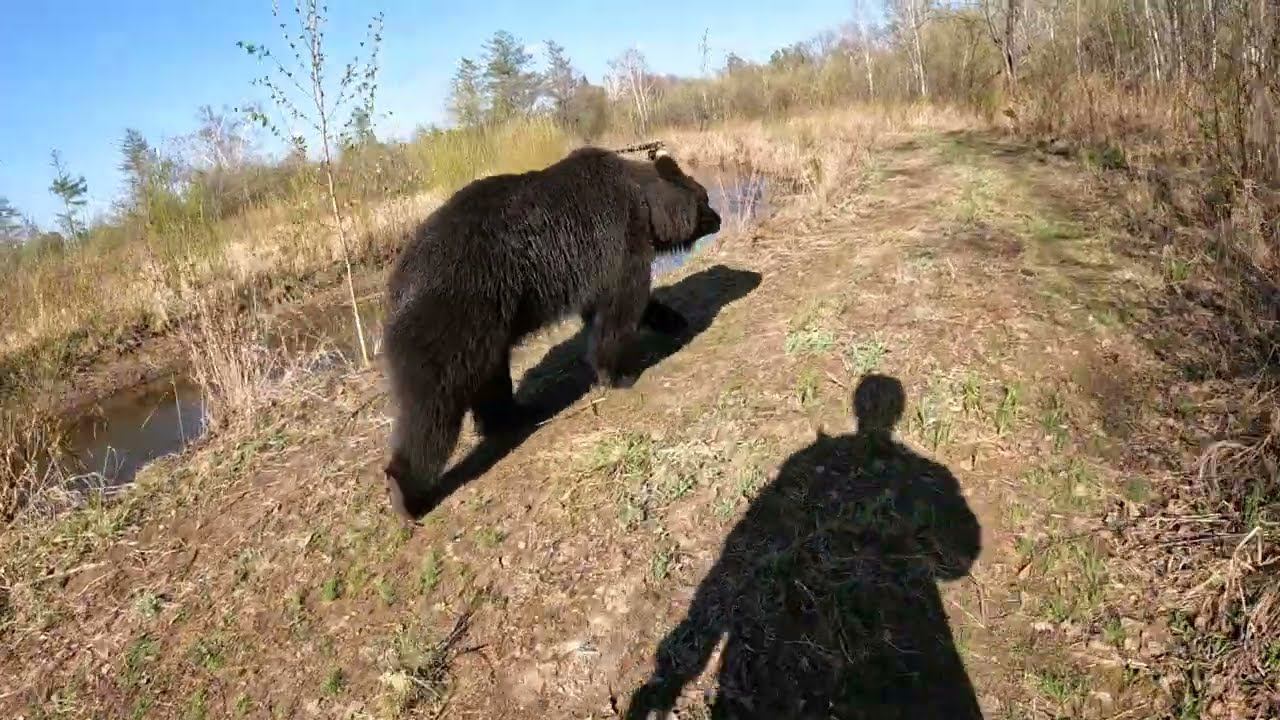 Разные способы передвижения медведей.